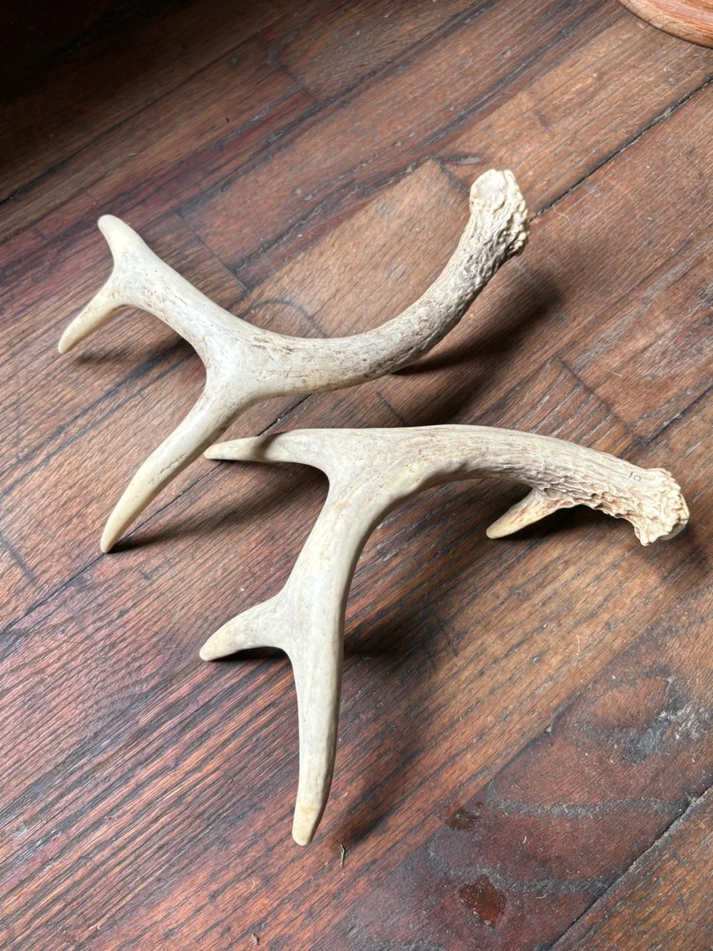 Naturally Shed Whitetail Deer Antlers